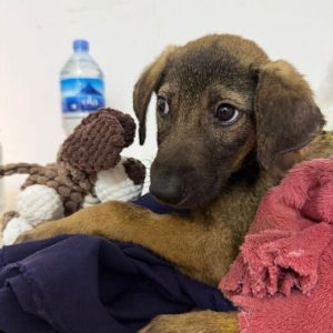 15e1c3d0-6f57-45e9-8263-440ffb15d344