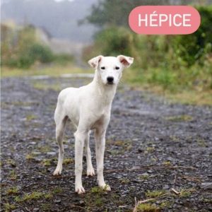 Hepice-