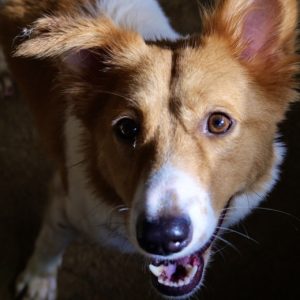 Laika